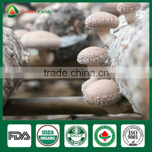 Prices For Shiitake,Shiitake Mushroom Spores,Oak Tree Mushroom photo-3