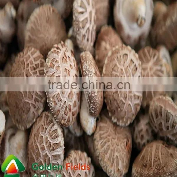 2016 New Flavour Seasoned Shiitake Mushrooms Cultivation Spawn photo-5