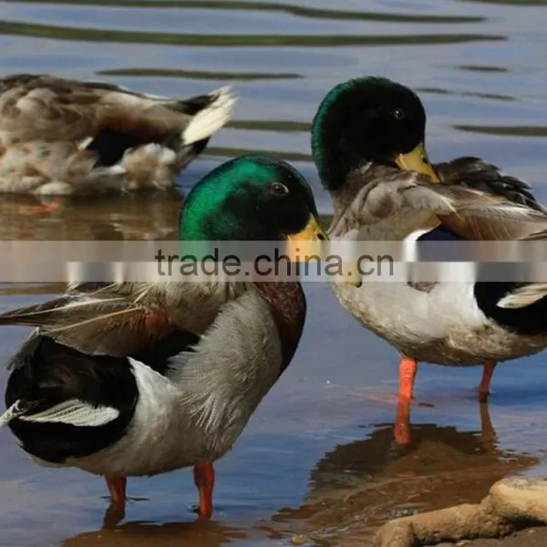 Mallard Drake Greenhead Flocking Kit Duck Hunting Device Plastic Duck Hunting Decoy