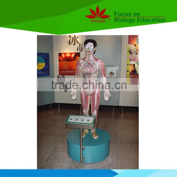 Low Priced Human Drug Blood Circulation Demonstrating Electic Model