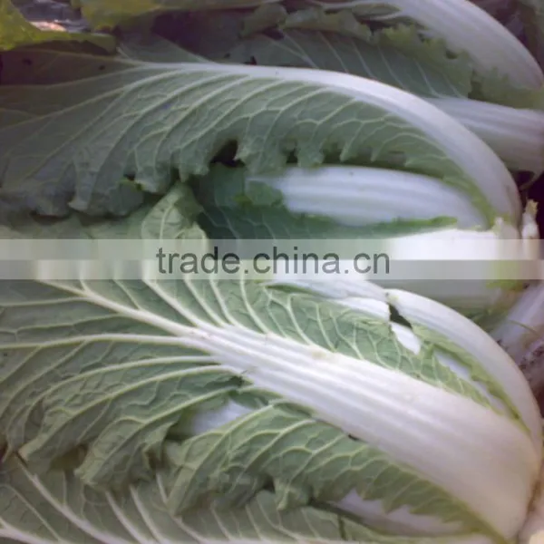 Lettuce photo-4