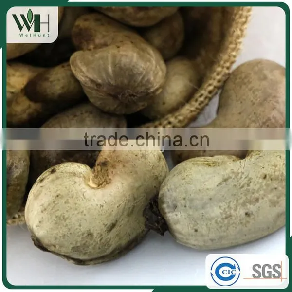 Jumbo Vietnam Shell Attached Cashew Nut photo-2