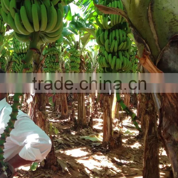 Fresh Cavendish Banana photo-3