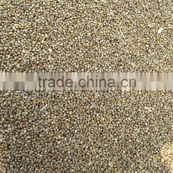 Millet Seeds Pearl Millet Bajra New 2015 photo-4