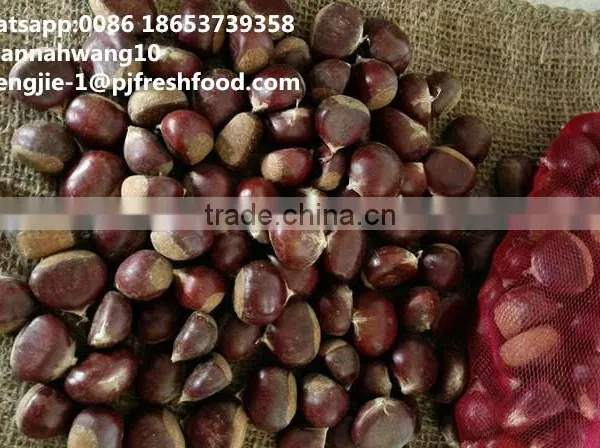 2016 New Crop Fresh Chestnuts HACCP Gap Kosher EU Standard photo-2