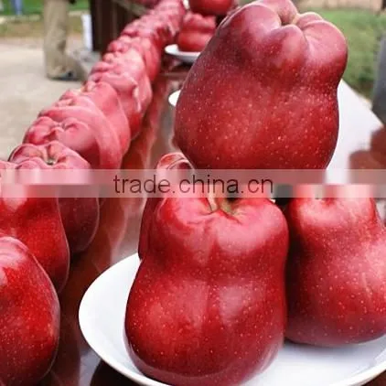 2015 Fresh Huaniu Apple , Red Apple , Delicious Apple