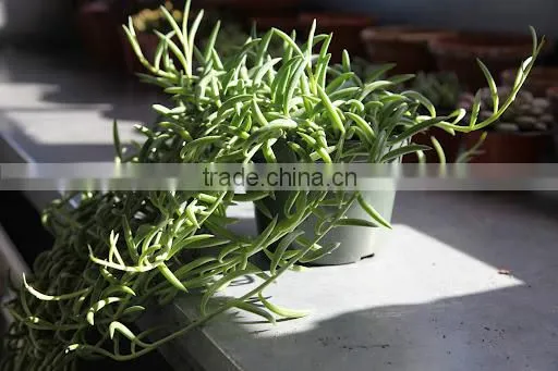 Senecio radicans fish hook Fish Hook Sedum