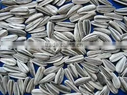 Bulk Buy Chinese Sunflower Seeds 5009 Sunflower Seeds photo-3