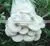 King Oyster Mushroom Spawn Growing Kit photo-3