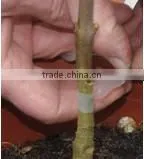 SUCA 2014 Function Omega Grafting Tool With Three Blades/gardon Hand Tool photo-3
