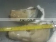 Live Pacific Oyster photo-4