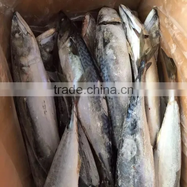 Frozen Mackerel Scomber Japonicus Fish Mackerel 300-500G Seafrozen for Sale photo-1