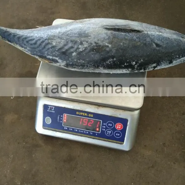 Frozen Fresh Bonito 750g up photo-4