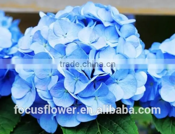 High Quality Grade A Multi Colors Cut Fresh Hydrangea Fresh Flower From Yunnan photo-3