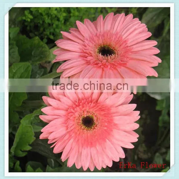 Import Large Of Fresh Chrysanthemum Flowers For Wholesale photo-2