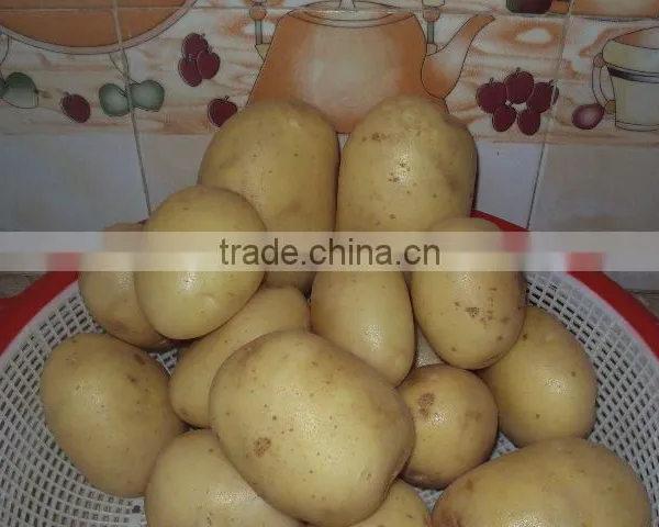 Fresh Hot Sell White Potato photo-3