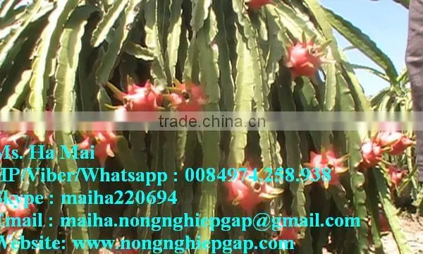100% Natural Fresh Dragon Fruit From Vietnam-Ms Ha 84974258938 photo-2