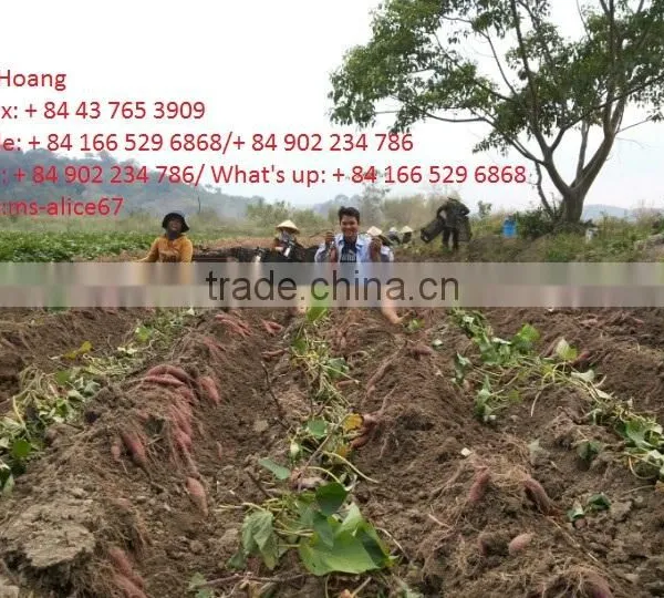 Viet Nam Sweet Potato photo-3