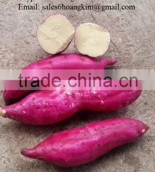 Export Fresh Sweet Potato for All Market photo-4