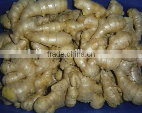 Fresh Washed Ginger photo-4