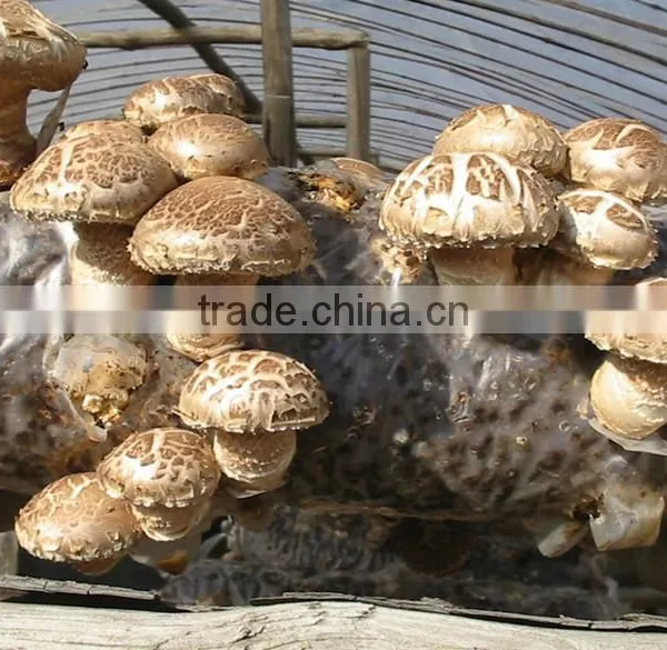 2015 Chines New Crop Shiitake Mushroom ,Top Nutrition White Flower Mushroom photo-3