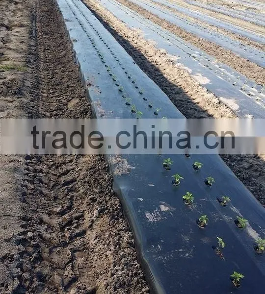 Chinese Automatic Vegetable Transplanter photo-6