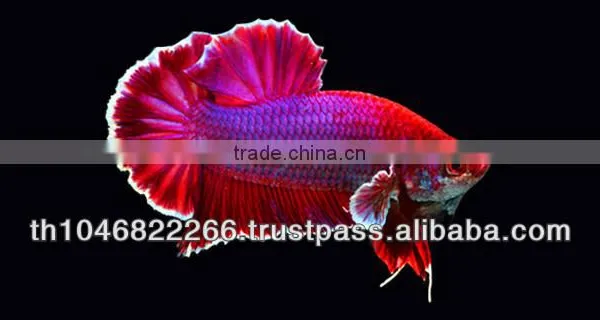 Wholesale Betta Fish / Ornamental Fish photo-2
