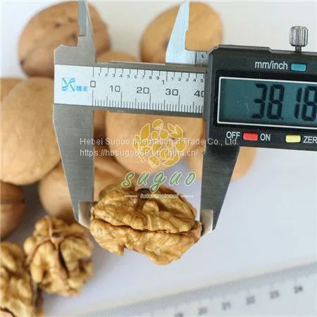 Xin2 Walnut Inshell  New2 Walnut Walnut Inshell Manufacturer in China Walnut Factory photo-2