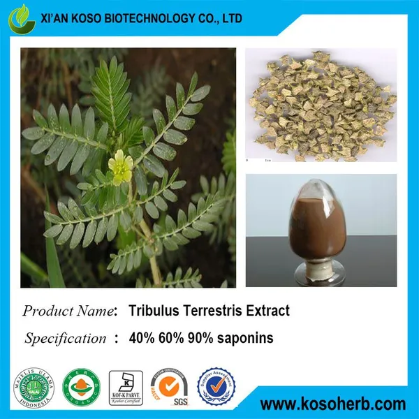 Tribulus Terrestris Extract photo-2