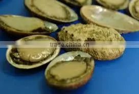 QUALITY FROZEN BOILED ABALONE IN SHELL