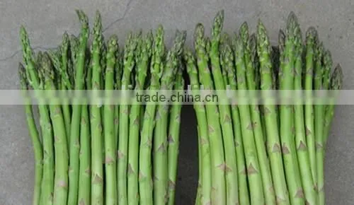 Canned Whole Green Asparagus Spears 425g photo-2