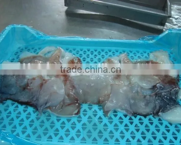 Frozen Giant Squid Neck photo-2
