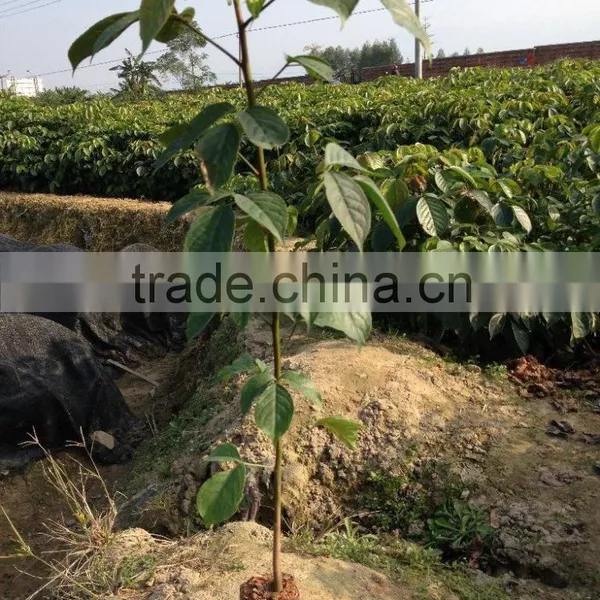 Ornamental Plant Cherry Blossom Seedling photo-4