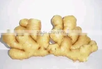 New 2016 Fresh Ginger for Overseas From Shandong photo-6