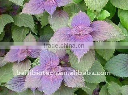 OrganicPerilla Seed Oil(Omega 3 Series) for Sale photo-4