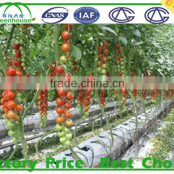 High Quality Geodesic Dome Greenhouse for Sale photo-5
