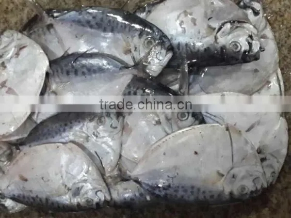 IQF Moonfish Sea Fish on Sales photo-3