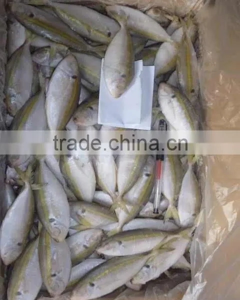 Frozen Gold Line Horse Mackerel photo-3