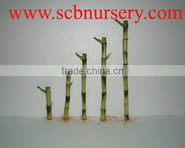 Lucky Bamboo Dracaena Sauderiana Straight Bamboo Indoor Plant