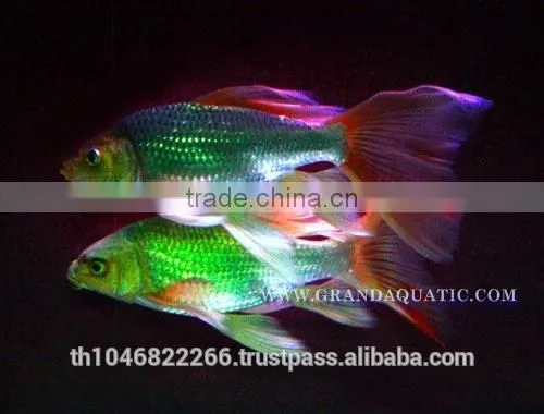Butterfly Koi Fish For Sale / Aquarium Fish Export photo-5