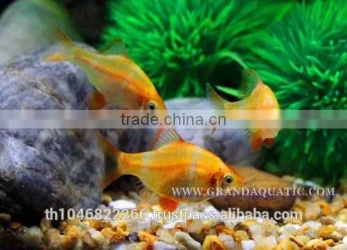 Golden Tiger Barb Fish For Sale and Export photo-5