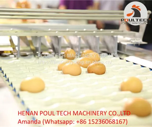 Egg Packing Machine photo-3