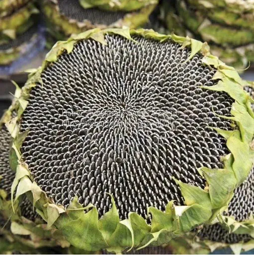 361 Type Hybrid Sunflower Seeds for Planting