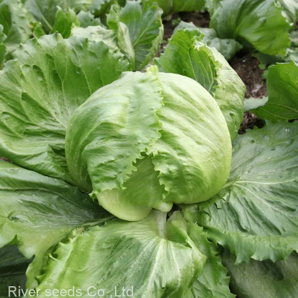 Buy Online 5g Raw Hybrid Green Leaf Iceberg Lettuce Seeds for Sowing photo-2
