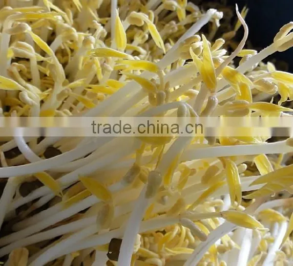 Factory Price Automatic Bean Sprout Growing Machine for Sale photo-4