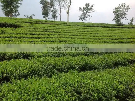 Low Price Long-lasting Aroma Dark Red PF Black Tea photo-3