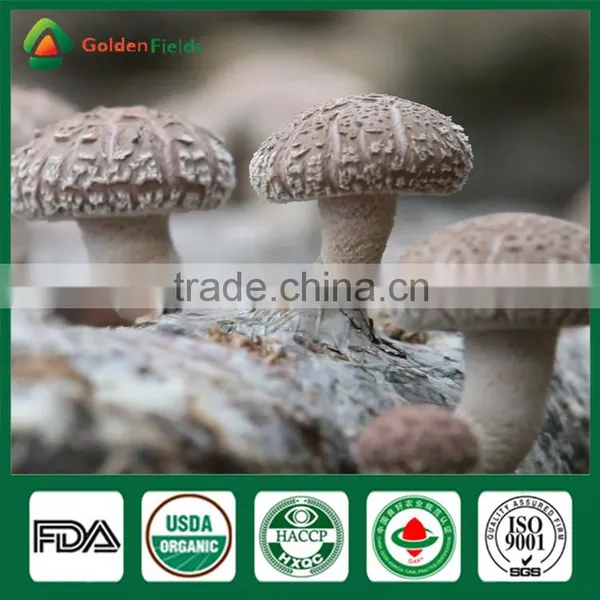Nutritious Medicinal Fresh Dried Organic Pollution Free Shiitake Mushroom for Restaurant photo-2