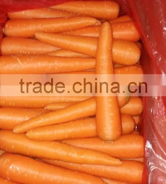 Carrot Price Carrot Farm Carrot Exporter 2016 Best Quality photo-2