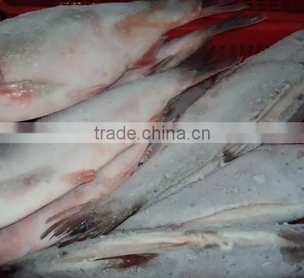 Silver Carp