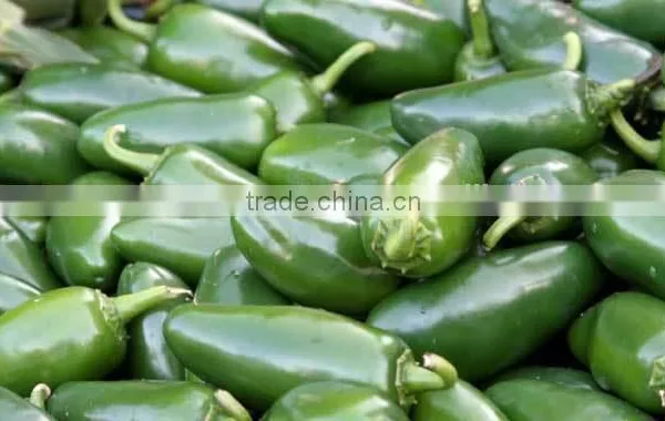 MEXICAN JALAPENO PEPPER
